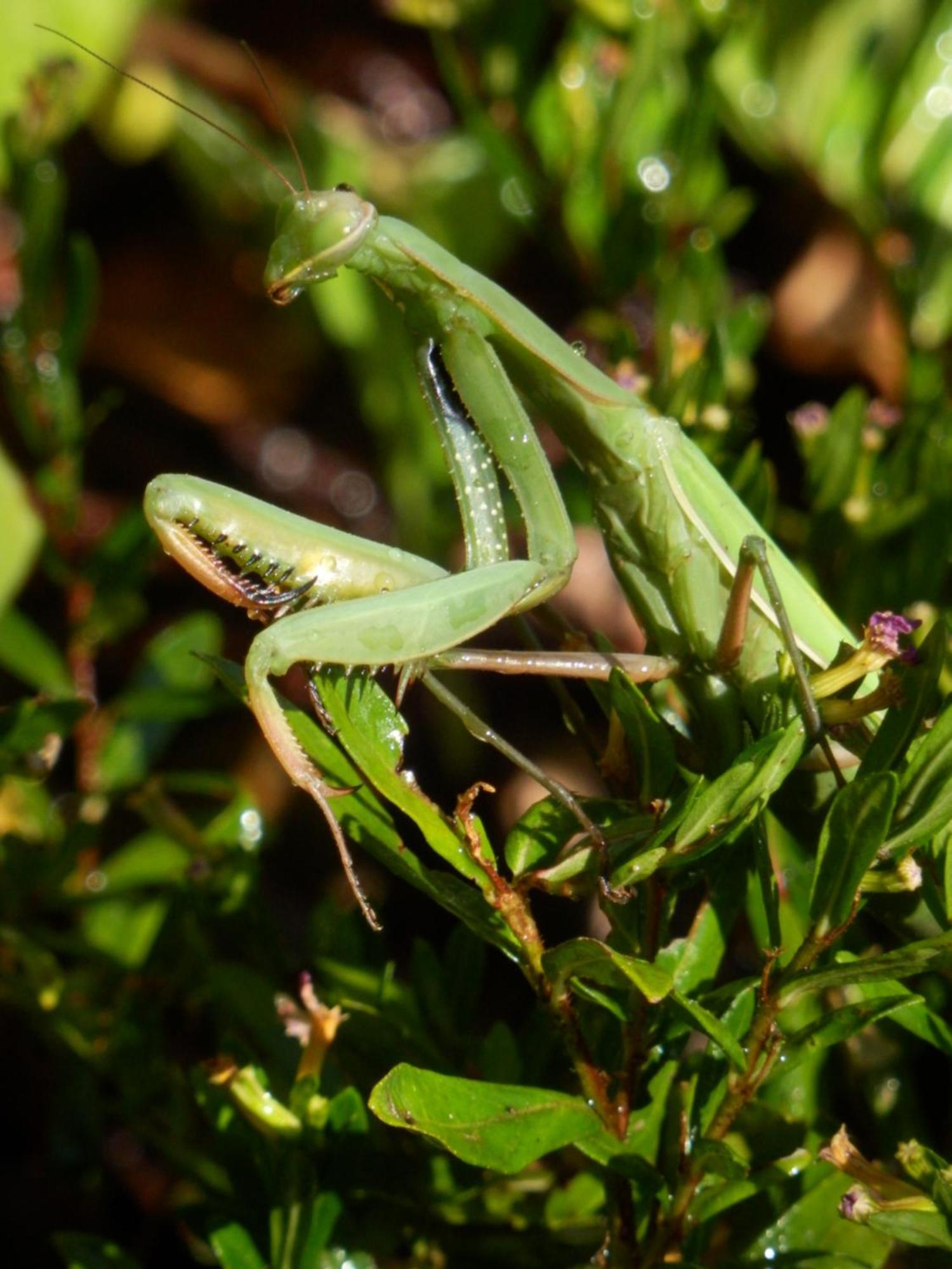 O Homem Verde Penela Exteriér fotografie